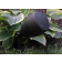 LS3-PP (5)
